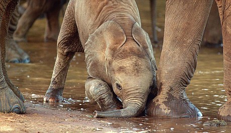 Dawno temu w Tsavo: Czasy dobrobytu (1)