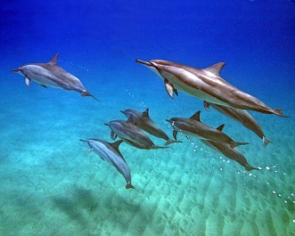 Delfiny. Uroda i mądrość