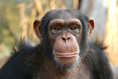 Dom dla szympansa: Milenijna rodzina