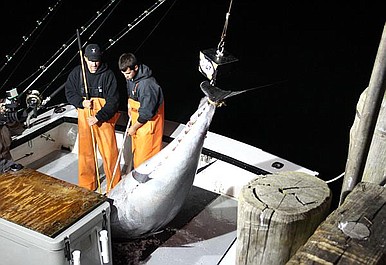 Dorwać tuńczyka (2)