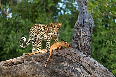 Drapieżnik kontra ofiara: Gepard (2)