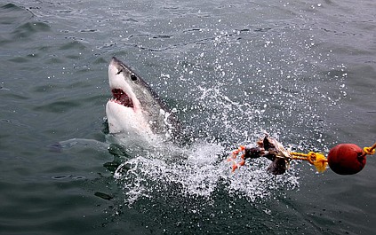 Drapieżnik w raju: Nadmorscy zabójcy (2)