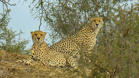 Drapieżniki Południowej Afryki: Lamparty i gepardy (2)
