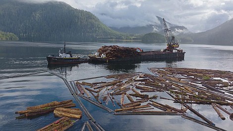 Drewno z Kolumbii Brytyjskiej 2: Natura zawsze będzie górą (6)