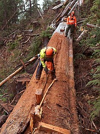 Drewno z Kolumbii Brytyjskiej: Czas się kończy (5)