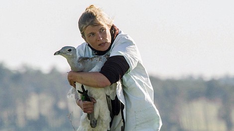 Dropie - czerwony alert