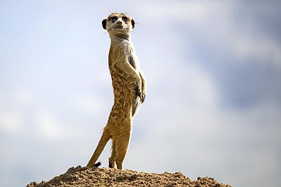 Dynastie 2: Gepard (4)