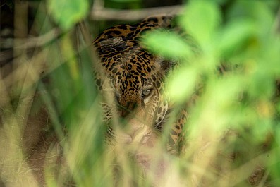 Dzienniki jaguara: Zaginione obroże (3)