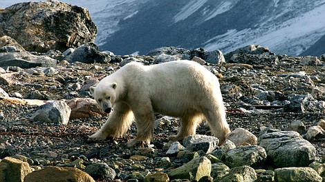 Dzika Arktyka: Niedostępna tajga (2)