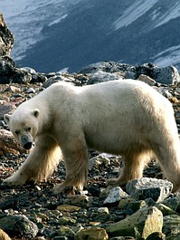 Dzika Arktyka: Lodowa pustynia (3)