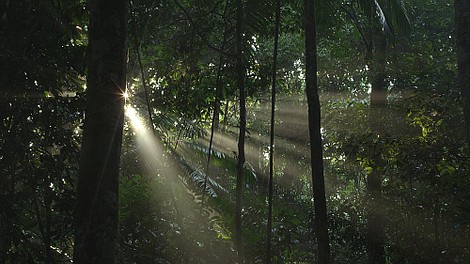 Dzika Brazylia: Pantanal (10)
