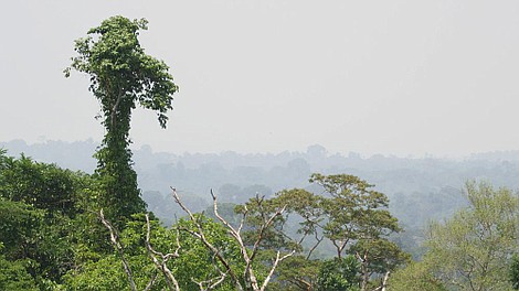 Dzika Brazylia: Pantanal (10)