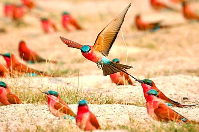 Dzika Namibia: Życie na krawędzi (1)