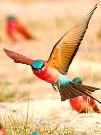 Dzika Namibia: Życie na krawędzi (1)