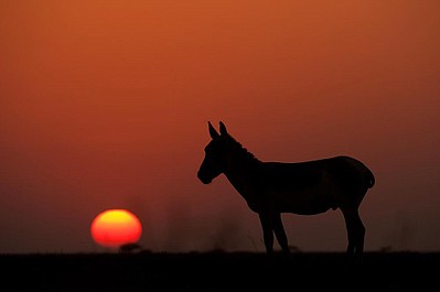 Dzika przyroda Indii: Las monsunowy (2)