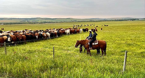 Dzika przyroda Patricka Aryee: Łosoś (2)