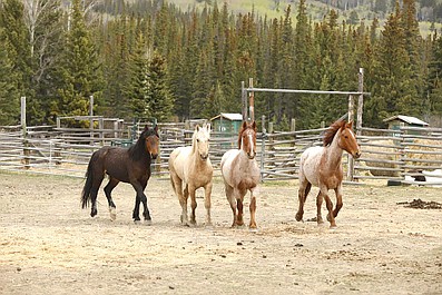 Dziki tabun: Rodeo nad jeziorem (8)