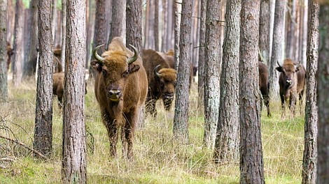 Dziki Wschód Polski
