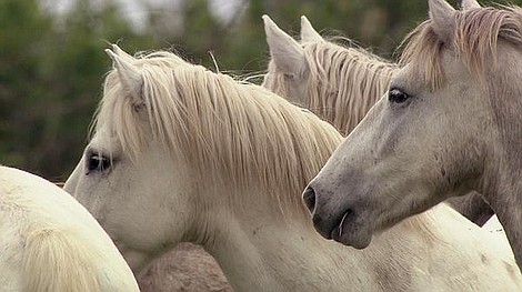 Dzikie konie z bagien Camargue