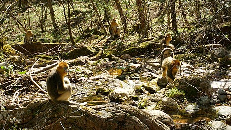 Dzikie królestwo Chin: Nieustraszone słonie z Yunnanu (3)