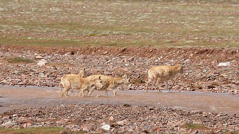 Dzikie królestwo Chin: Rokselany: sprostać wyzwaniom (1)