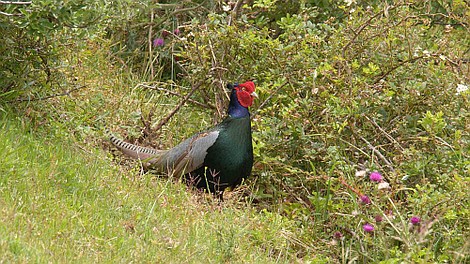 Dzikie oblicze Japonii (1)