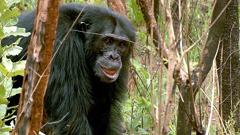Ewolucja w działaniu: Szympansy podbijają sawannę (1)