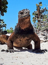 Galapagos (1)