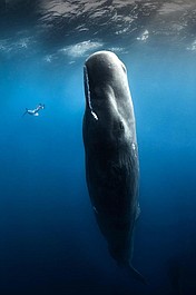 Giganty z głębin oceanów (2/8)