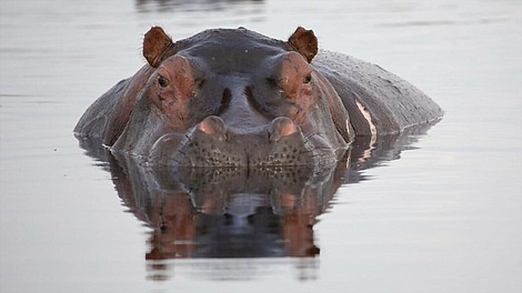 Hipopotamy, olbrzymy afrykańskich rzek