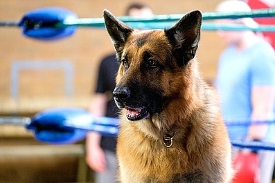 Hudson i Rex 5: Ręka Coda (4)
