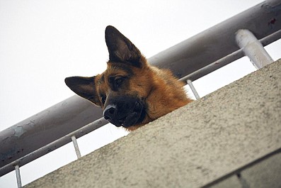 Hudson i Rex: Nawiedzona przeszłość (5)