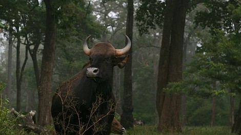 Indie: dziki stan Karnataka