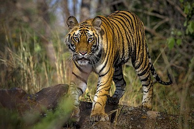 Indie: dzikie i nieznane (3)