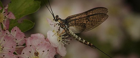 Irlandia: szalony rok: Lato (2)