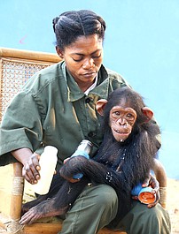 Jane Goodall: uratowane szympansy z Konga (5)