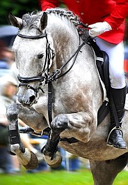 Jeździectwo: Zawody Pucharu Świata w Rijadzie (1)