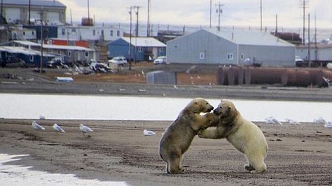 Kaktovik: stołówka niedźwiedzi polarnych