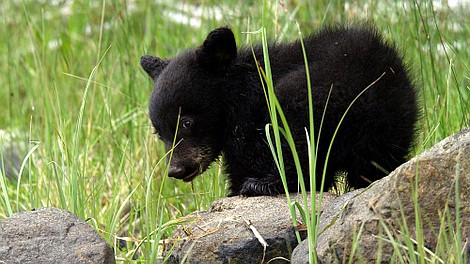 Kanada: cztery pory roku: Wiosna (3)