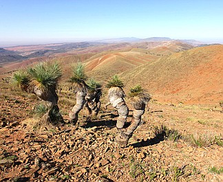 Kierunek Wild: Dzika Australia: Lasy koali (4)