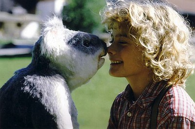 Koala sam w domu