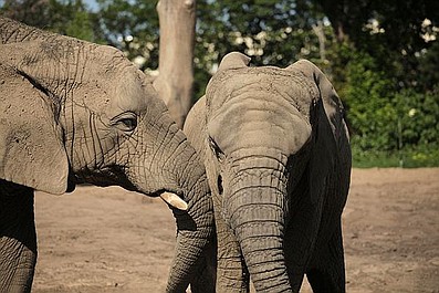 Kochane zwierzaki: Słoń (3)