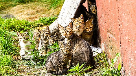 Koci patrol: Pręgowane głodomory (7)