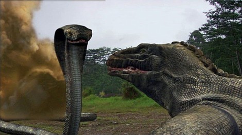 Komodo kontra kobra