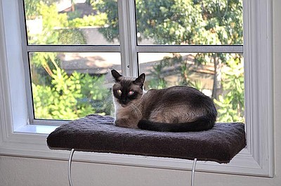 Kot z piekła rodem: Dziki kot