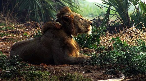 Królestwo dzikiej Afryki (3)