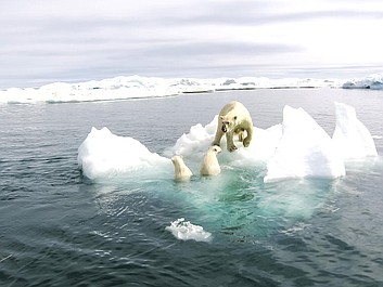 Królestwo niedźwiedzi polarnych: Pierwsza podróż (2)