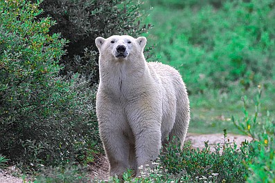 Królestwo niedźwiedzi polarnych: Pierwsza podróż (2)