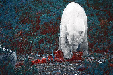 Królestwo niedźwiedzi polarnych: Północny klan (1)