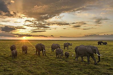 Królowe świata zwierząt: Afryka (2)